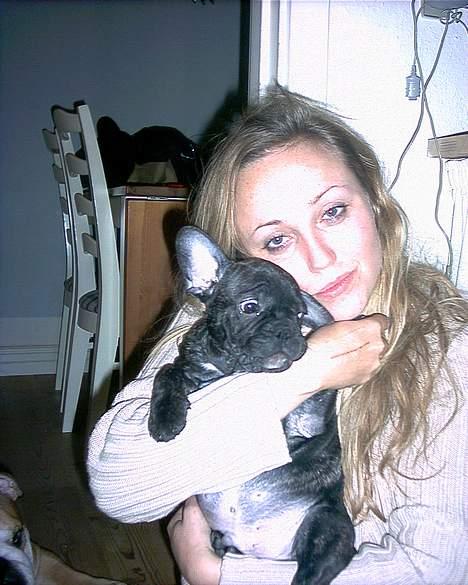 Fransk bulldog Barney of sweet angel - Er ikke helt tryg ved at far tager billeder af mig. billede 15