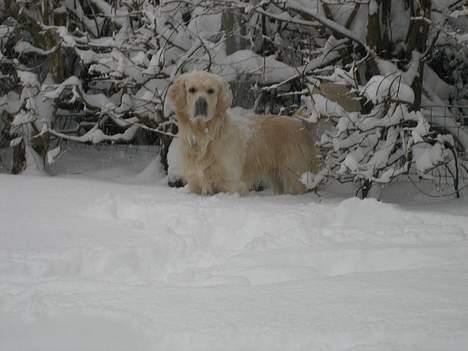 Golden retriever Maxey - Aflivet 06-12-2013 billede 14