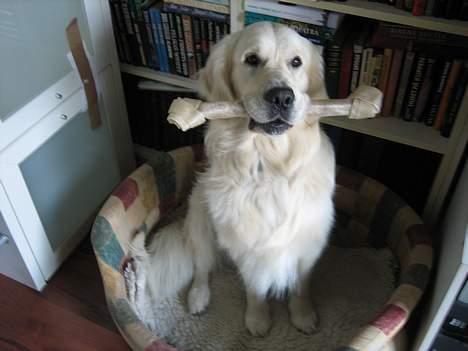 Golden retriever Maxey - Aflivet 06-12-2013 billede 15