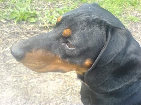 Gravhund Oliver *SAVNES*   billede 16