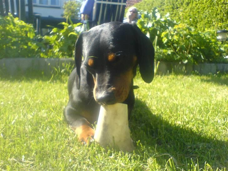 Gravhund Oliver *SAVNES*   - uhhhh..... det smager godt...... ;D billede 17