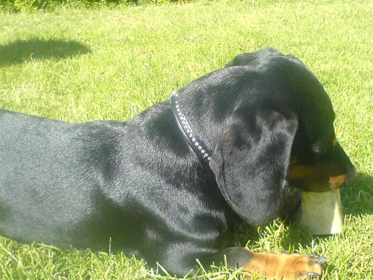 Gravhund Oliver *SAVNES*   - du må ikke få det igen....  billede 18