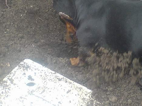 Gravhund Oliver *SAVNES*   - jeg har fundet noget???? billede 19