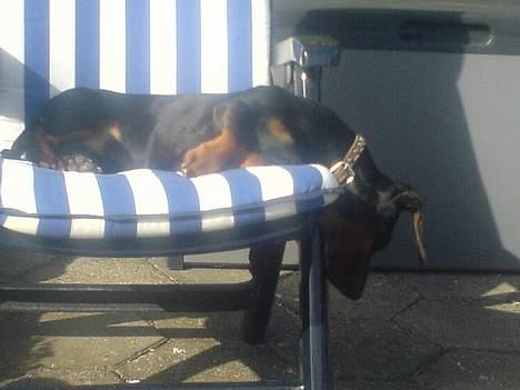 Gravhund Oliver *SAVNES*   - jeg tager lige en lur...  billede 20