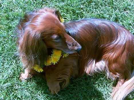 Gravhund Simba (Død 12/5-08 :( ) - En rigtig sommerløve:) billede 1