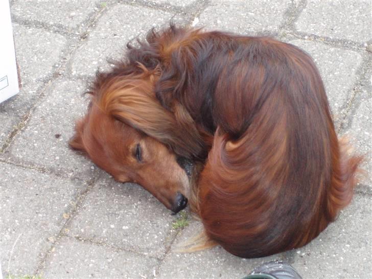 Gravhund Simba (Død 12/5-08 :( ) - Her ligger jeg perfekt til fotografering.. billede 4