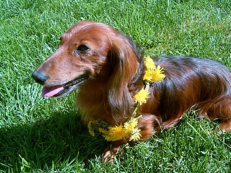 Gravhund Simba (Død 12/5-08 :( ) billede 5