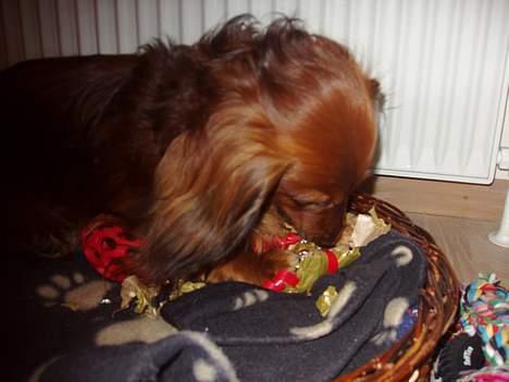 Gravhund Simba (Død 12/5-08 :( ) - Nøj en julegave til mig?? :) billede 6