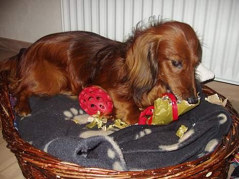 Gravhund Simba (Død 12/5-08 :( ) - Grr.. Kom nu af dumme papir. Jeg vil se hva jeg har fået i gave! billede 7