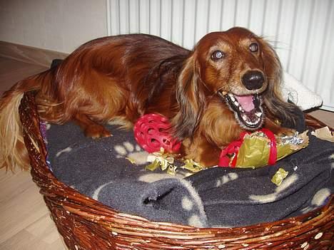 Gravhund Simba (Død 12/5-08 :( ) - Mums hundekiks - tak mor:) billede 8