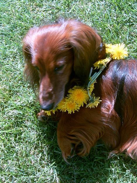 Gravhund Simba (Død 12/5-08 :( ) - Hva laver du? billede 9