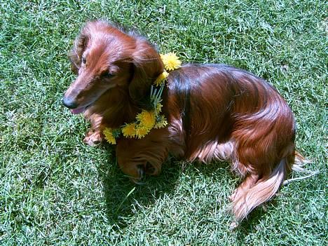 Gravhund Simba (Død 12/5-08 :( ) - Skarp blitz.. billede 10