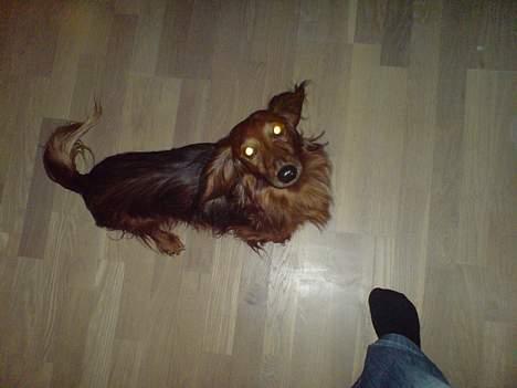 Gravhund Simba (Død 12/5-08 :( ) - Skal vi lege?? billede 11