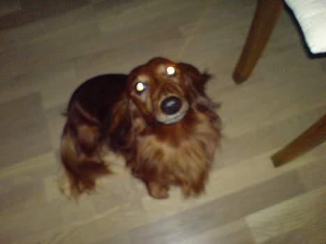 Gravhund Simba (Død 12/5-08 :( ) billede 12