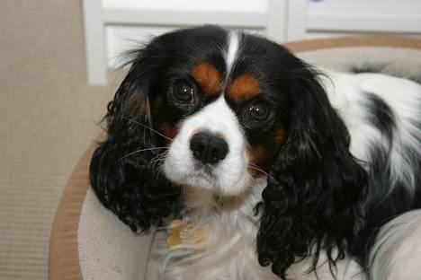 Cavalier king charles spaniel Birkedals Bastian billede 1