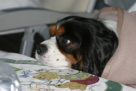 Cavalier king charles spaniel Birkedals Bastian billede 2