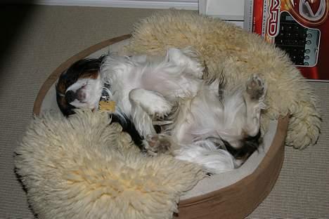 Cavalier king charles spaniel Birkedals Bastian billede 3