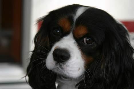 Cavalier king charles spaniel Birkedals Bastian billede 4