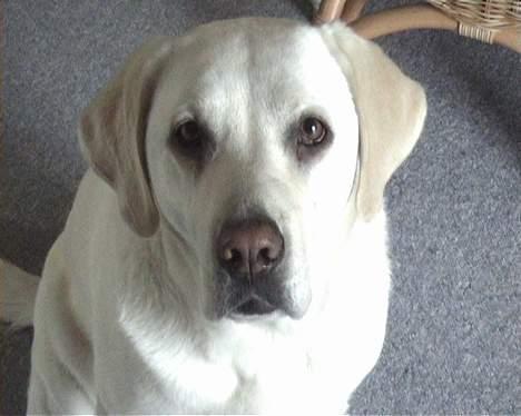 Labrador retriever tasha billede 1