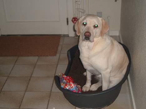 Labrador retriever tasha billede 2