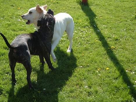 Labrador retriever tasha billede 3