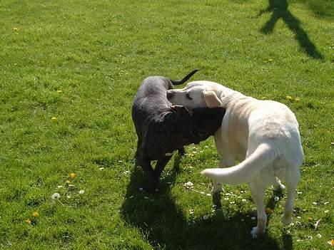 Labrador retriever tasha billede 4