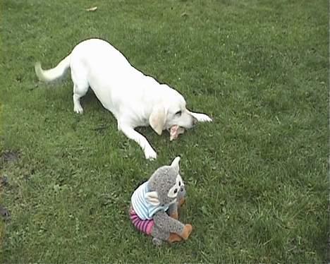 Labrador retriever tasha billede 5