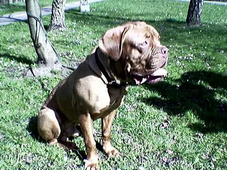 Dogue de bordeaux Onslow R.I.P - pu-haaaaaaa... Det er varmt billede 6