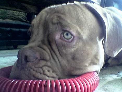 Dogue de bordeaux Onslow R.I.P - MIN BIDERING Grrrrr.! billede 7