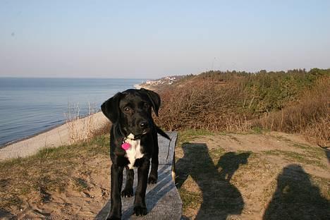 Blanding af racer Rosa billede 1