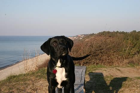 Blanding af racer Rosa billede 2