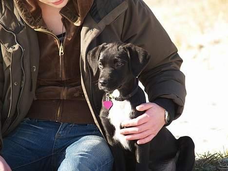 Blanding af racer Rosa billede 3