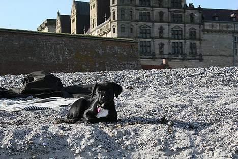 Blanding af racer Rosa billede 4