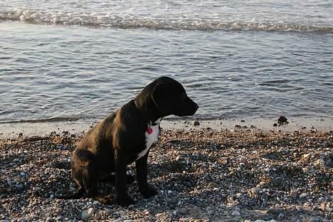 Blanding af racer Rosa billede 5