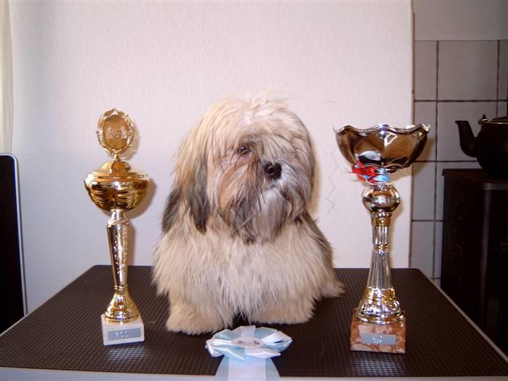 Lhasa apso BECCA,RIP juli 2011 - Her er jeg med mine pokaler som jeg vandt den 7 oktober 2007 billede 2