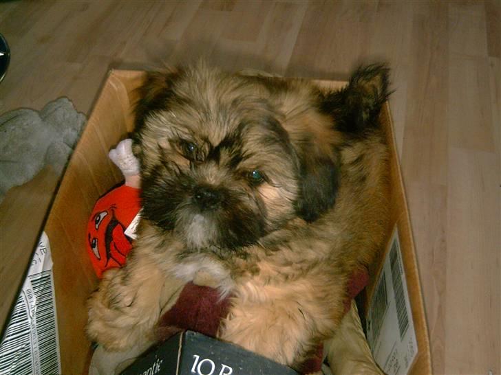 Lhasa apso BECCA,RIP juli 2011 billede 3
