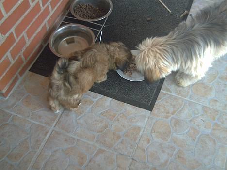 Lhasa apso BECCA,RIP juli 2011 billede 4