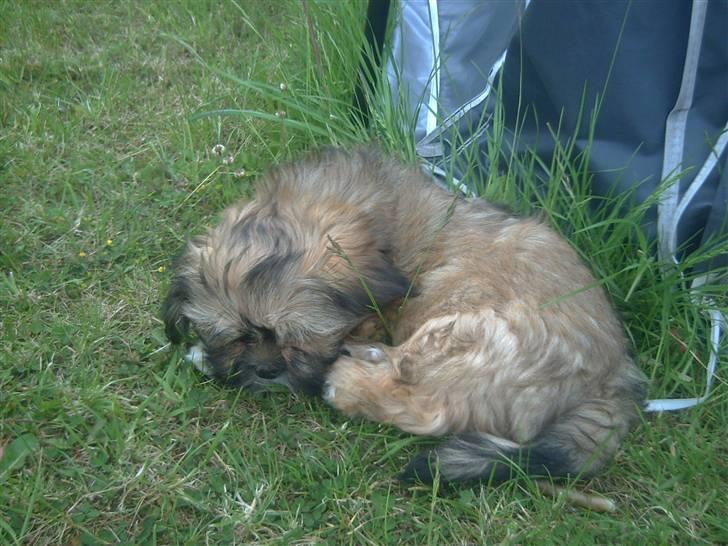 Lhasa apso BECCA,RIP juli 2011 billede 5