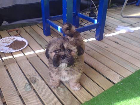 Lhasa apso BECCA,RIP juli 2011 - dette er taget den 12 maj billede 6