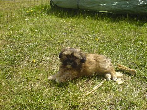 Lhasa apso BECCA,RIP juli 2011 - becca nyder at være på camping billede 7