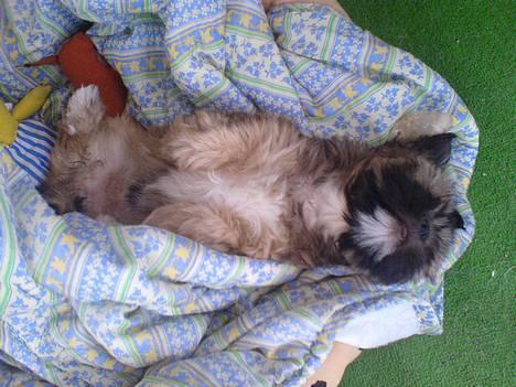 Lhasa apso BECCA,RIP juli 2011 - nu vil jeg gerne have fred billede 8