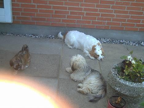 Lhasa apso BECCA,RIP juli 2011 - her er de så alle 3 de er bare dejlige ikke billede 9