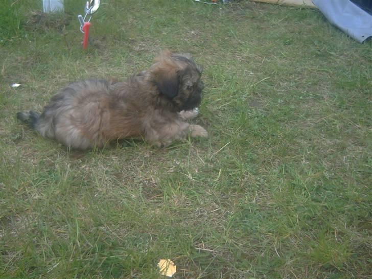 Lhasa apso BECCA,RIP juli 2011 billede 10