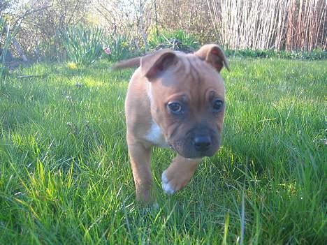 Staffordshire bull terrier ENVY billede 13