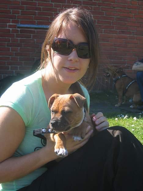 Staffordshire bull terrier ENVY billede 14