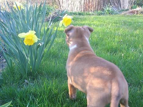 Staffordshire bull terrier ENVY billede 15