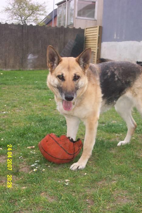 Schæferhund Achalia *DØD* - Lidt fotogen er man vel altid *GG* billede 1