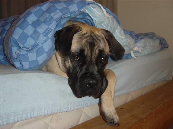 Bullmastiff Luna billede 9