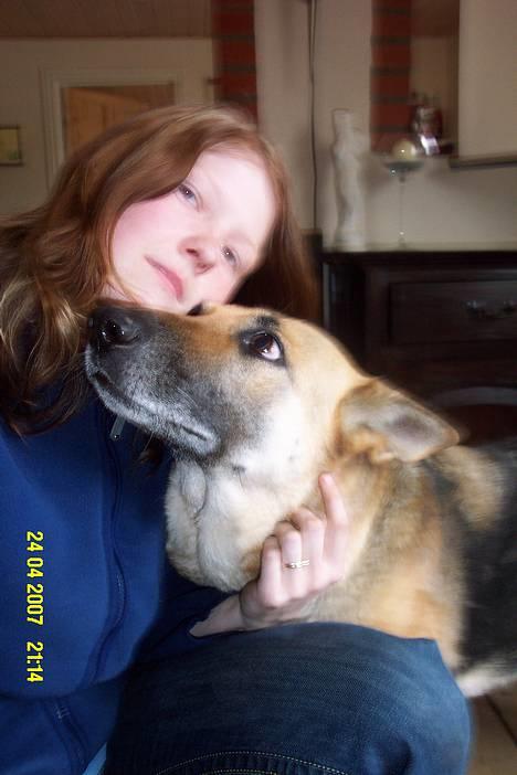 Schæferhund Achalia *DØD* billede 2