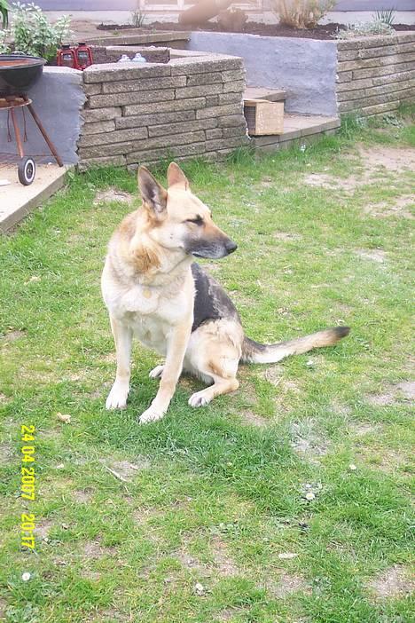 Schæferhund Achalia *DØD* billede 3